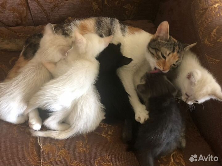 Кошка в дар