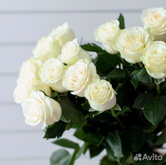 Высокие розы Гигантские розы Доставка цветов