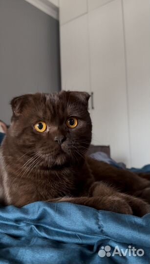 Кот, на вязку