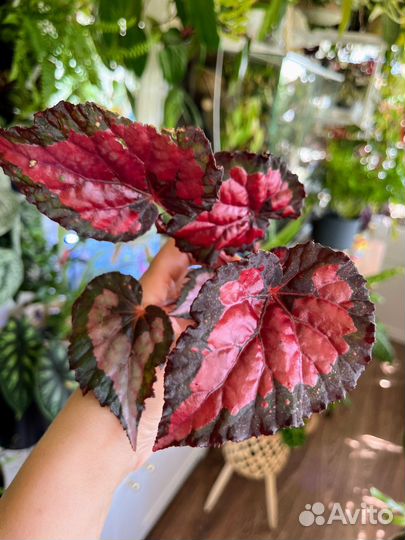 Декоративно лиственные бегонии