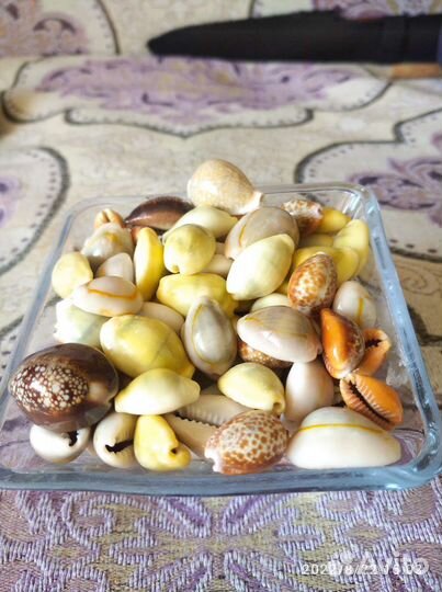 Морские ракушки. Ципреи. (зубатки)