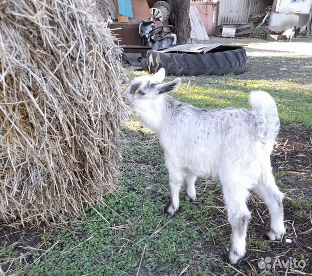 Козочки нубииские, зааненские
