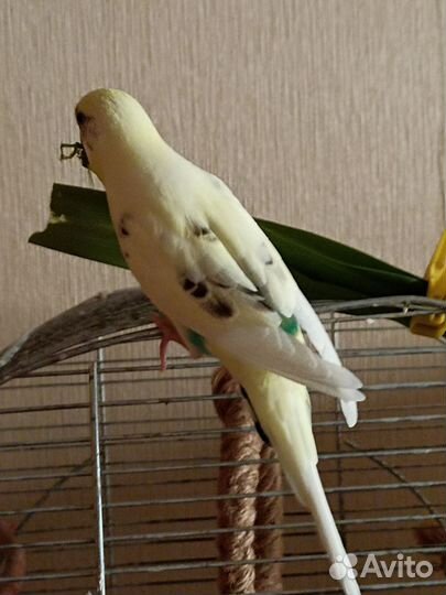 Волнистый попугай