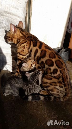 Бенгалские котята с британцем (метисы)