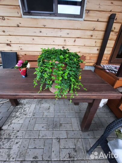 Лиана из вербейника монетчатого