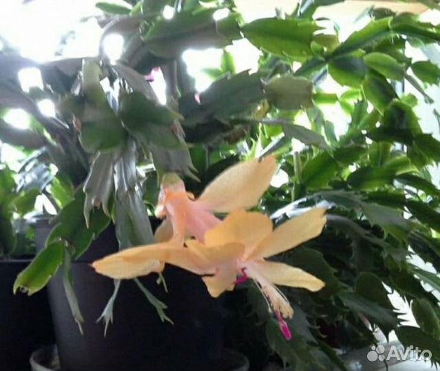 Декабрист желтый