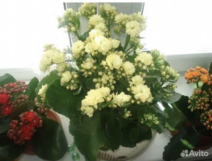 Каланхоэ цветущий и денежное дерево