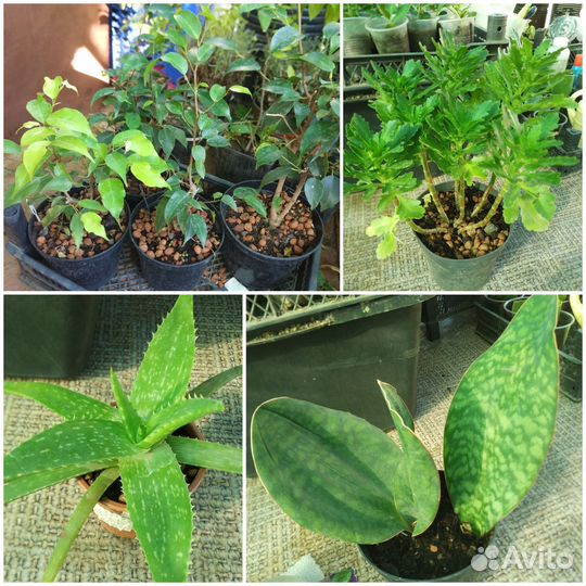 Растения декоративные для сада