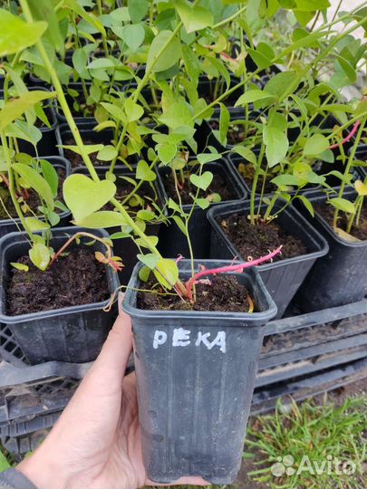 Саженцы Голубики