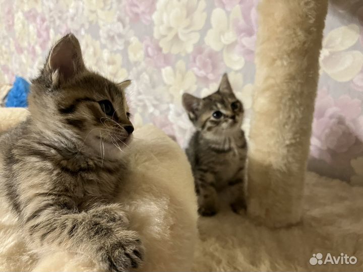 Котята шотландской кошки