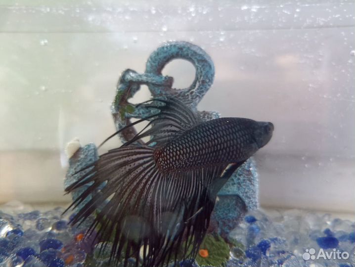 Рыба-петушок с аквариумом 5 штук