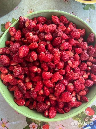 Земляника садовая саженцы