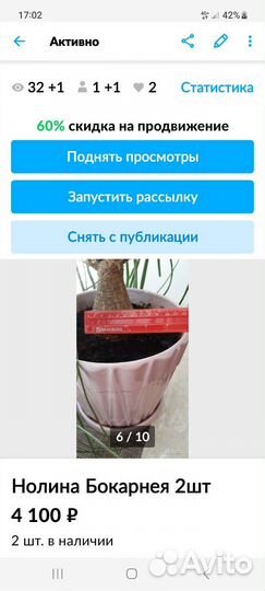 Нолина Бокарнея 1шт