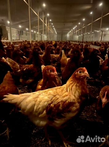 Фepмepcкиe кypoчки пpoдaeм