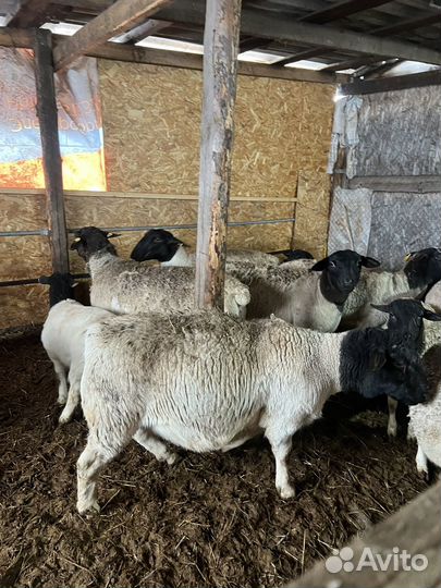 Бараны дорпер