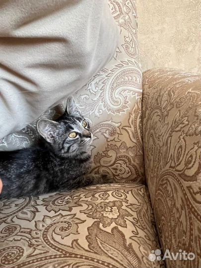 Котенок девочка в добрые руки бесплатно