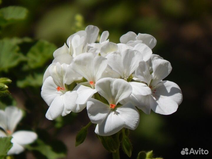 Пеларгония белая