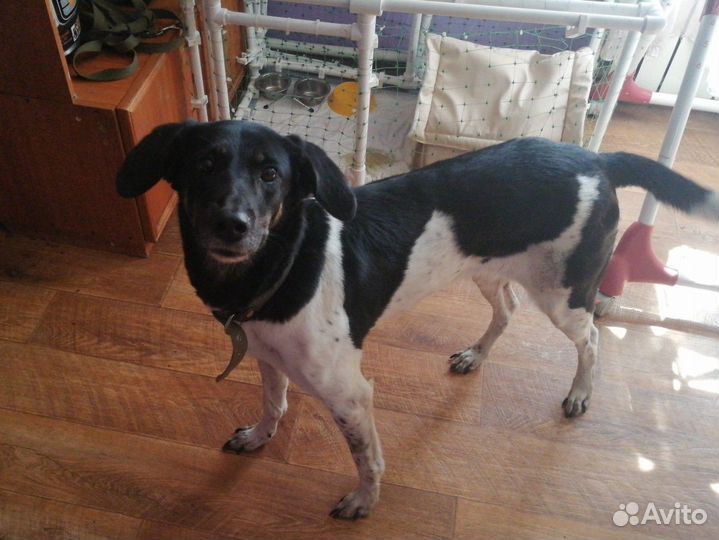 Передержка животных