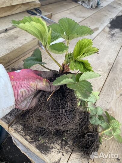 Рассада клубники