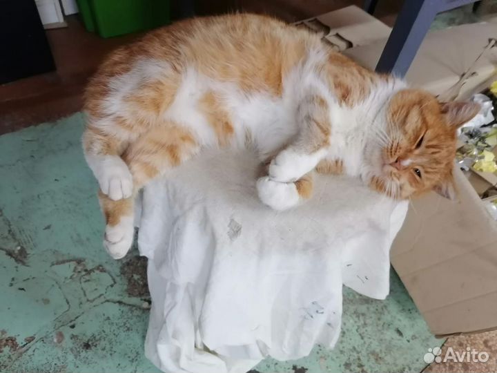 Котик в добрые руки