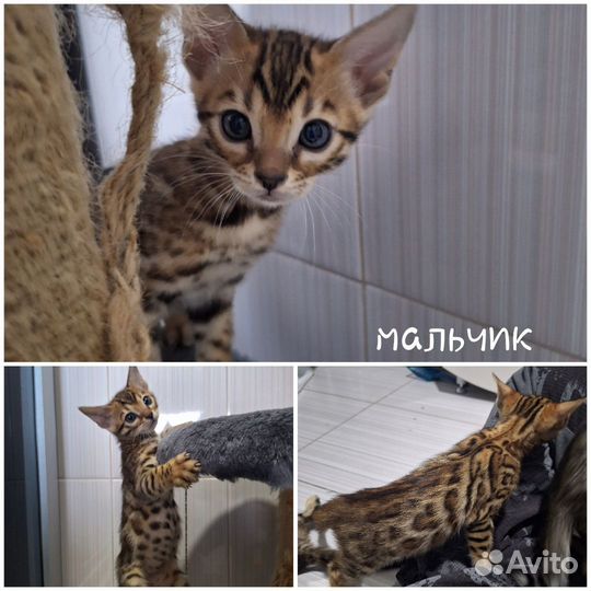 Бенгальские котята