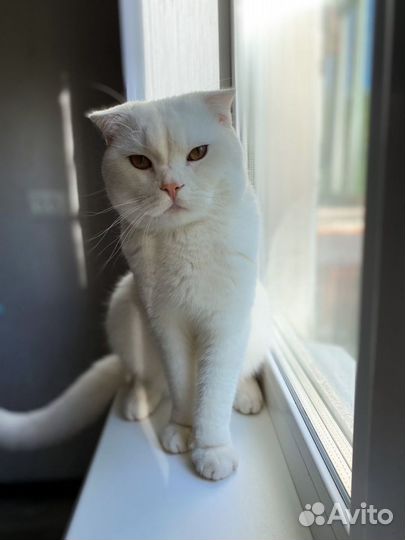 Вязка с британцем