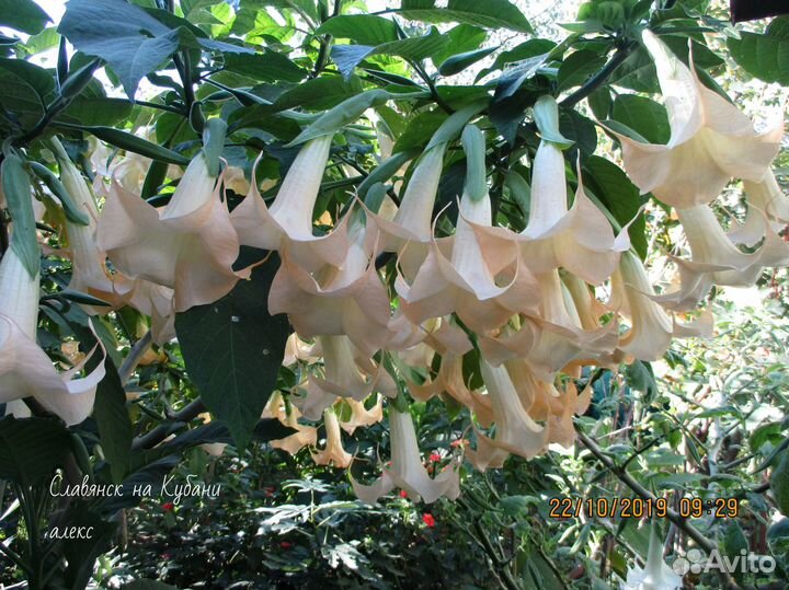 Саженцы бругмансии,глицинии,гортензии и др