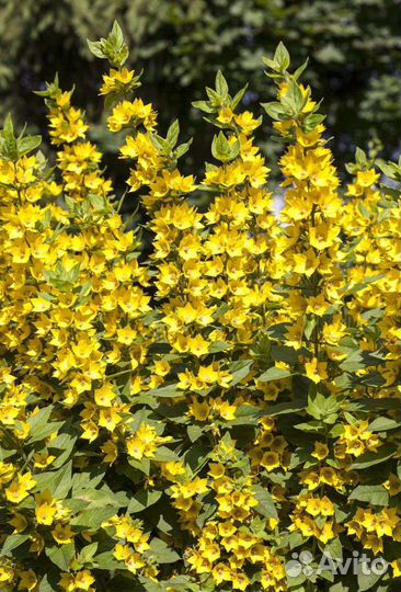 Купена, вербейник