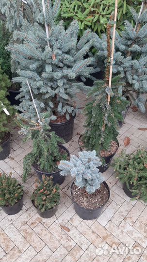 Пихта сосна ель на штамбе