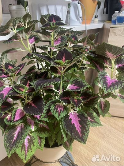 Черенки колеуса