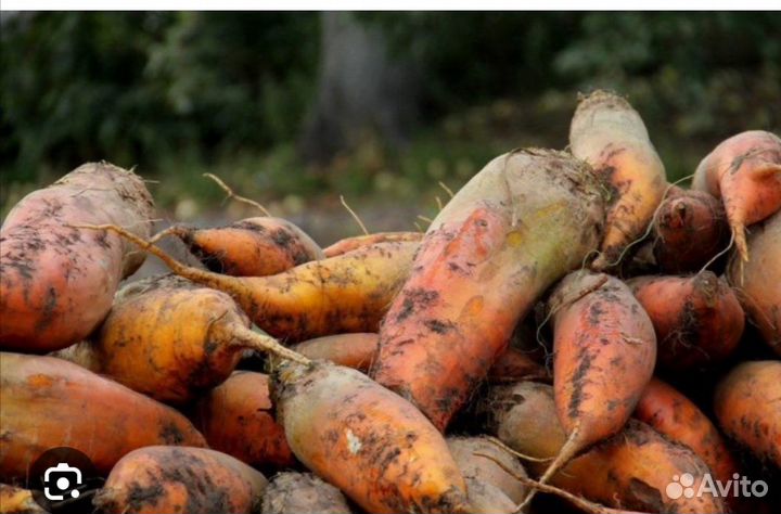 Свекла кормовая