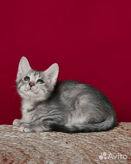 Кошка - мама и котята