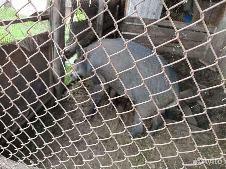 Свинья на мясо,Свиноматка и кабанчик