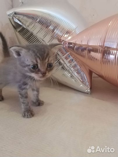 Котята в добрые руки бесплатно