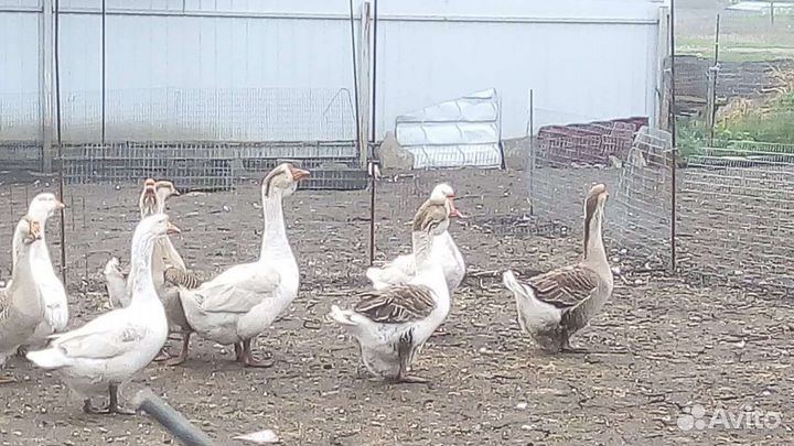 Гусята Линда+ холмогор