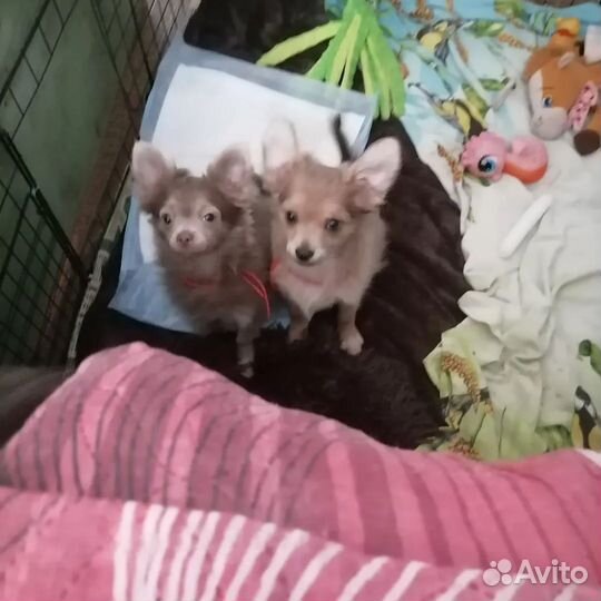 Эксклюзив Чихуахуа длинношерстные