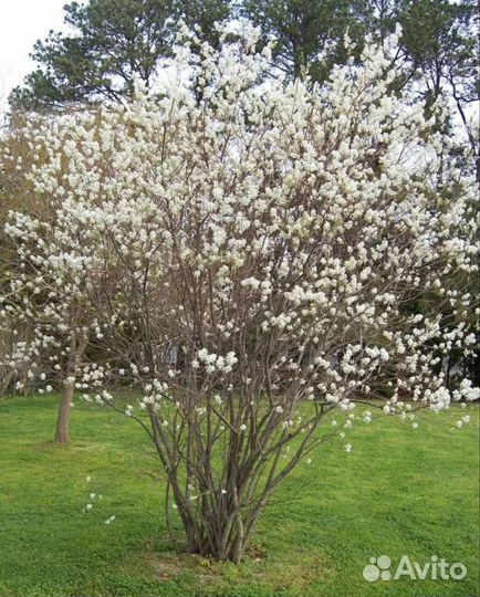 Ирга канадская саженцы