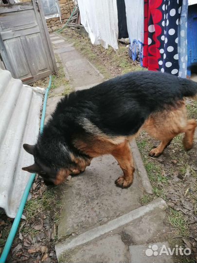 Вязка немецкая овчрка