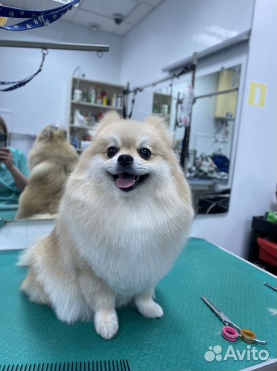 Стрижка собак