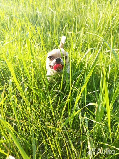 Вязка чихуахуа