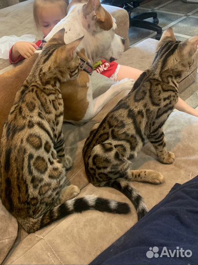 Бенгальские котята