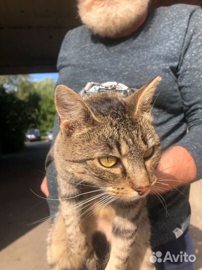 Кошка на счастье