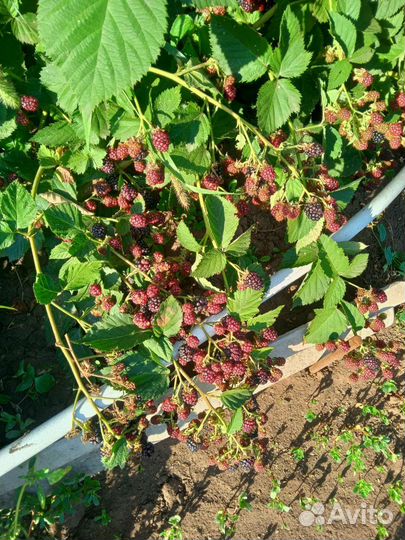 Саженцы ежевики