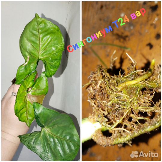 Сингониум серый призрак и Т 24 вар