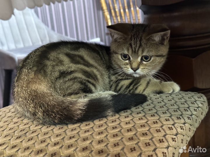 Котята шотландской шиншилы