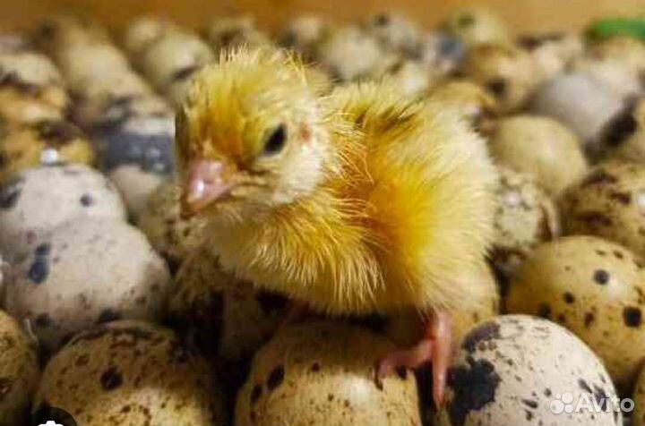 Инкубационное яйцо перепелов