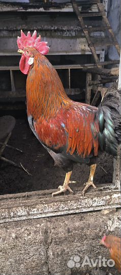 Петух маран черно медный