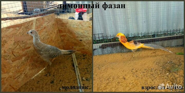 Декоративная птица