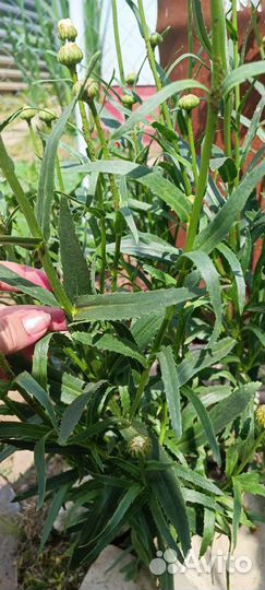 Ромашка садовая крупная