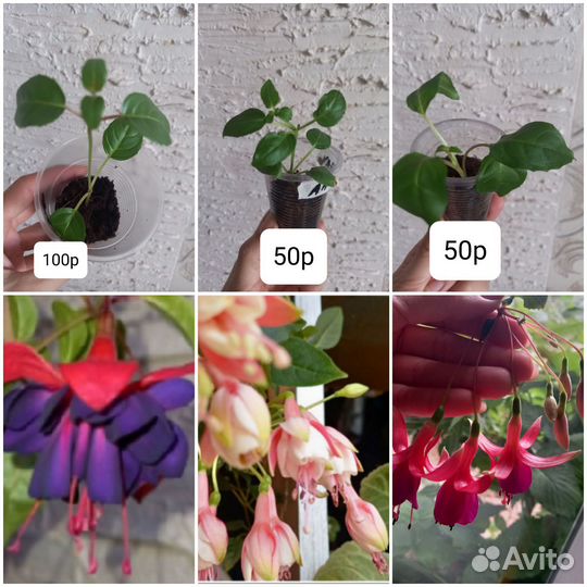 Фуксии,декабристы,глоксинии,пеларгонии